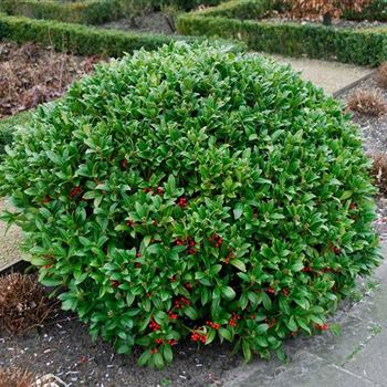 Skimmia_japonica_2007_0122.jpg