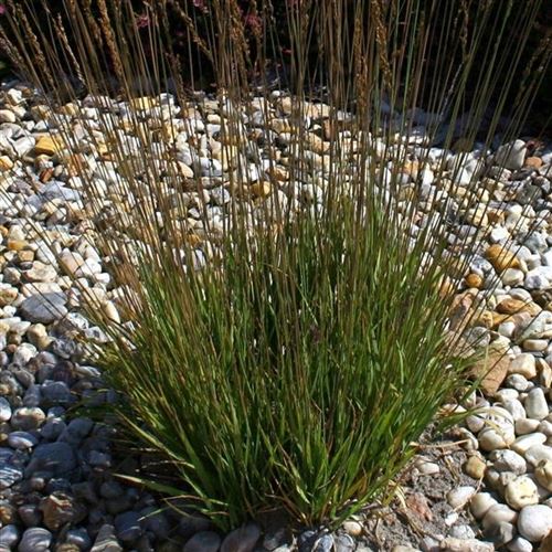 Molinia caerulea 'Moorhexe'