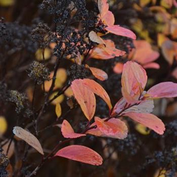 Spiraea_betulifolia_tor_Herbst_2.JPG