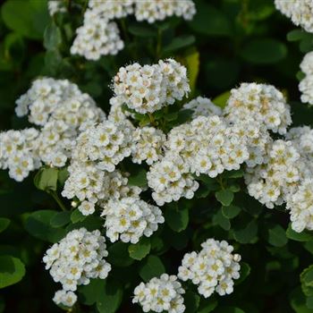 Spiraea_betulifolia_Tor_q_1.jpg