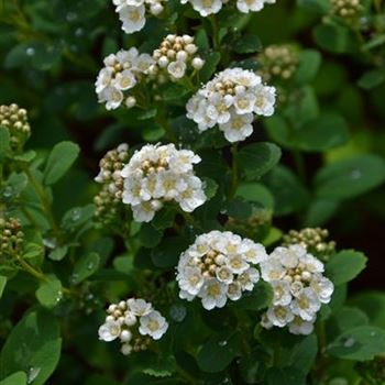 Spiraea_betulifolia_Tor_4.JPG