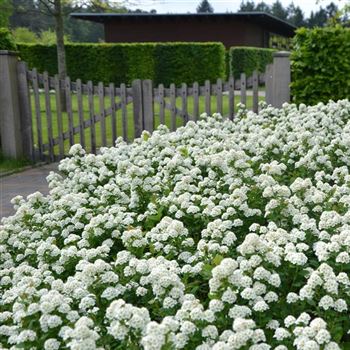 Spiraea_betulifolia_Tor_q.JPG