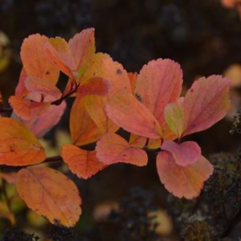 Spiraea_betulifolia_Tor_Herbst_1.JPG