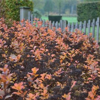 Spiraea_betulifolia_Tor_Herbst.JPG