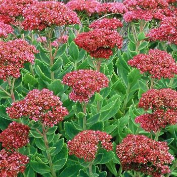 Sedum_telephium_Herbstfreude_HRM_Q1.jpg