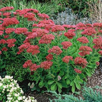 Sedum_telephium_Herbstfreude_HRM_Q2.jpg