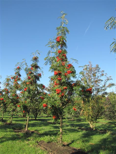 Katta qizlar bilan porno jinsiy aloqa onlayn