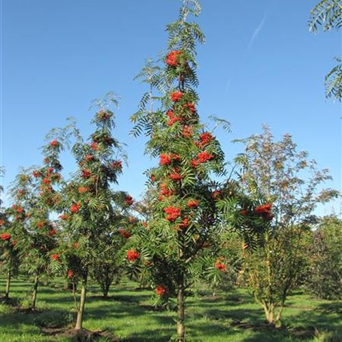 Sorbus commixta 'Dodong'