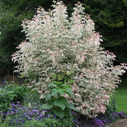 Acer negundo 'Flamingo'