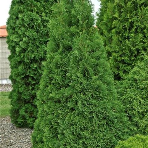 Thuja occidentalis 'Holmstrup'