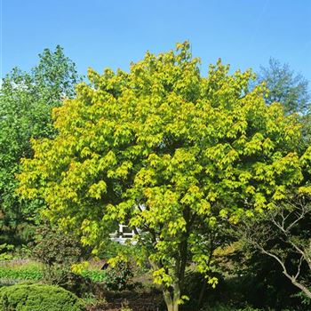 Acer_cappadocicum_Aureum_3004_0427.jpg