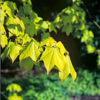 Acer_cappadocicum_Aureum_2004_2295.jpg