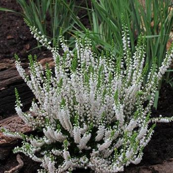 Calluna_vulgaris_Hammondii_IMG_1953.JPG