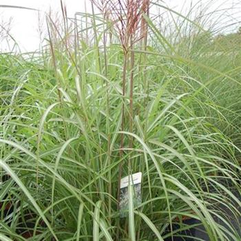 Miscanthus_sinensis_Hermann_Muessel_BR_R1.jpg