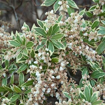 Pieris_japonica_Variegata_2007_0200.jpg