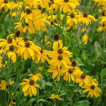 Rudbeckia_nitida_Juligold_HRM_Q2.jpg