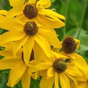 Rudbeckia_nitida_Juligold_HRM_Q1.jpg