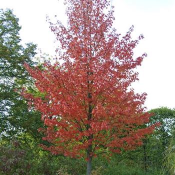 Acer_rubrum_October_Glory_2008_8565.jpg