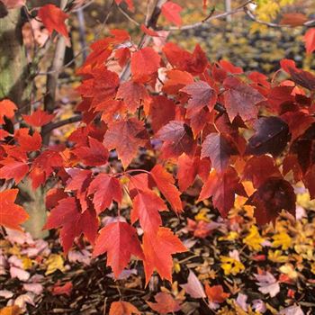 Acer_rubrum_Oktober_Glory_2000_3726.jpg