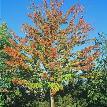 Acer_rubrum_Oktober_Glory_2001-4945.jpg