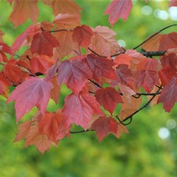 Acer_rubrum_October_Glory_2008_8564.jpg