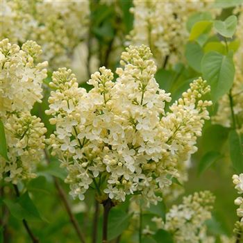 Syringa_vulgaris_Primrose_2006_1046_q.jpg