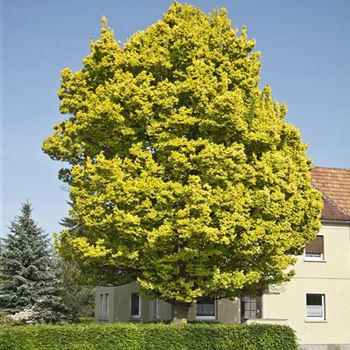 Ulmus_×_hollandica_Wredei_2008_3639.jpg