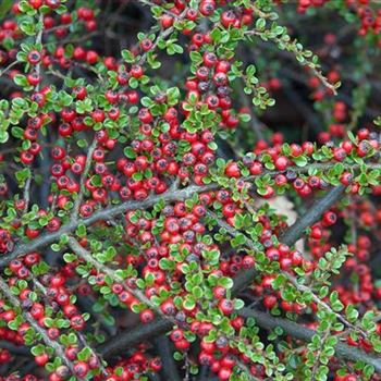 Cotoneaster_horizontalis_2008_0670.jpg