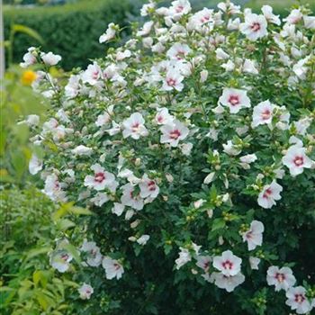 Hibiscus_syriacus_Red_Heart_2008-6795.jpg