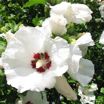 Hibiscus_syriacus_Red_Heart.jpg