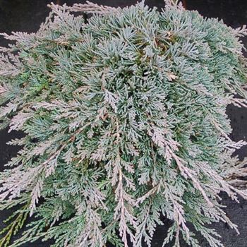 Juniperus_horizontalis_Icee_Blue_GR_Q1.jpg