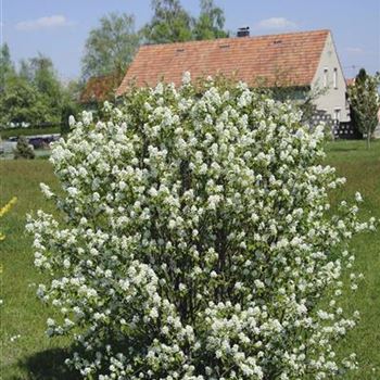 Amelanchier_ovalis_HRM_1155.jpg