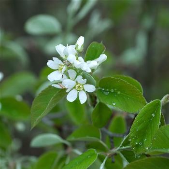 Amelanchier_ovalis_2006_0464.jpg