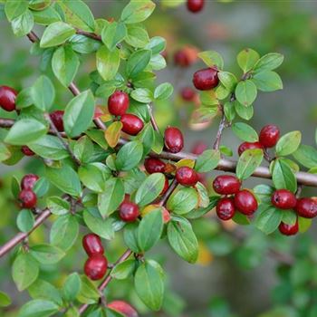 Cotoneaster_divaricatus_2008_8586_b.jpg