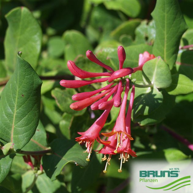 Lonicera brownii 'Dropmore Scarlet' von Bruns Pflanzen