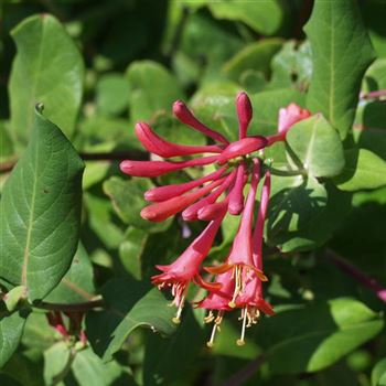 Lonicera_brownii_Dropmore_Scarlet_2005_4512_q.jpg