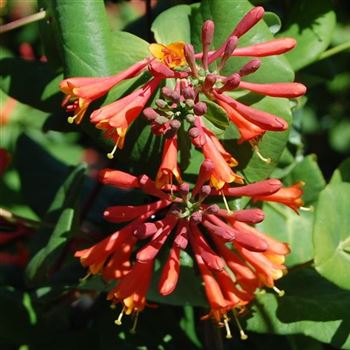 Lonicera_Dropmore_Scarlet_GR_Q1.jpg