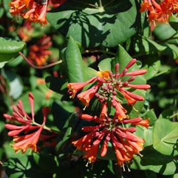 Lonicera_Dropmore_Scarlet_GR_R2.jpg