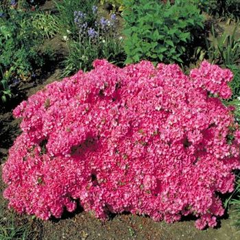 Rhododendron_obtusum_Diamant_Lachs_1999_0291_b.jpg