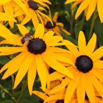 Rudbeckia_fulgida_var_sullivanti_Goldsturm_WI_Q2.jpg