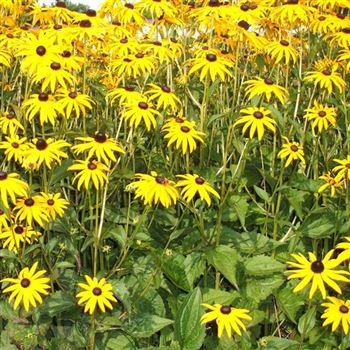 Rudbeckia_fulgida_var_sullivanti_Goldsturm_WI_Q3.jpg