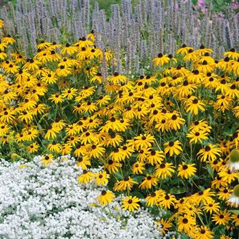 Rudbeckia_fulgida_Goldsturm_HRM_Q6.jpg