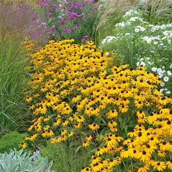 Rudbeckia_fulgida_Goldsturm_HRM_Q5.jpg