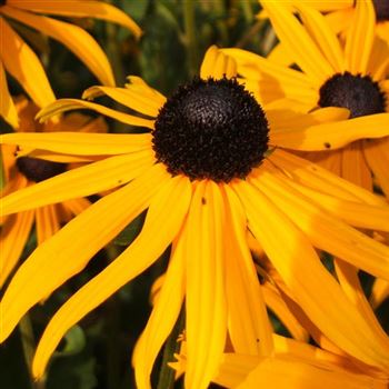 Rudbeckia_fulgida_var_sullivanti_Goldsturm_WI_Q1.jpg