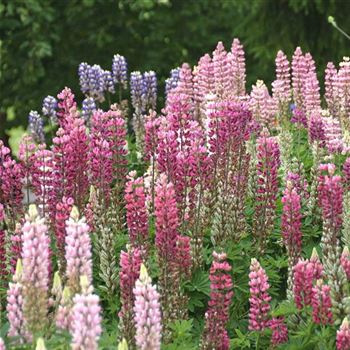 Lupinus_polyphyllus_rosa_HRM_Q1.jpg