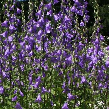 Campanula_rapunculoides_HRM_R3.jpg