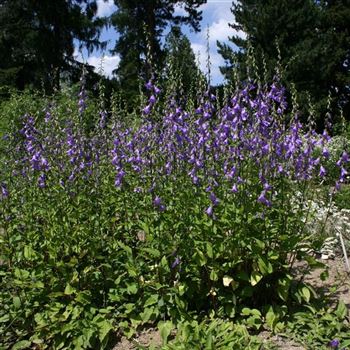 Campanula_rapunculoides_HRM_Q4.jpg