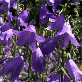 Campanula_rapunculoides_HRM_Q1.jpg