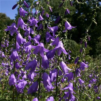 Campanula_rapunculoides_HRM_Q2.jpg