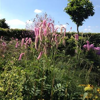 Sanguisorba_tenuifolia_Pink_Elephant_GR_R2.jpg